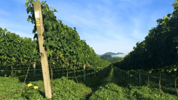 Vinícolas do Paraná