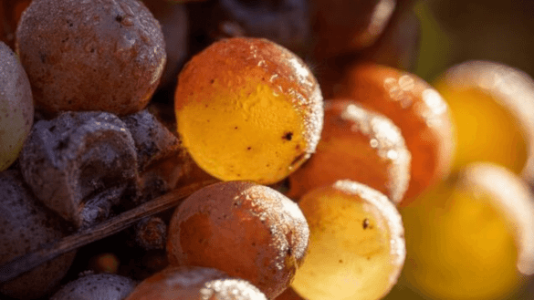 Vinhos de sobremesa com Botrytis