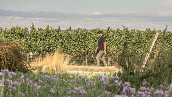 Homo Felix Vita & Vinum